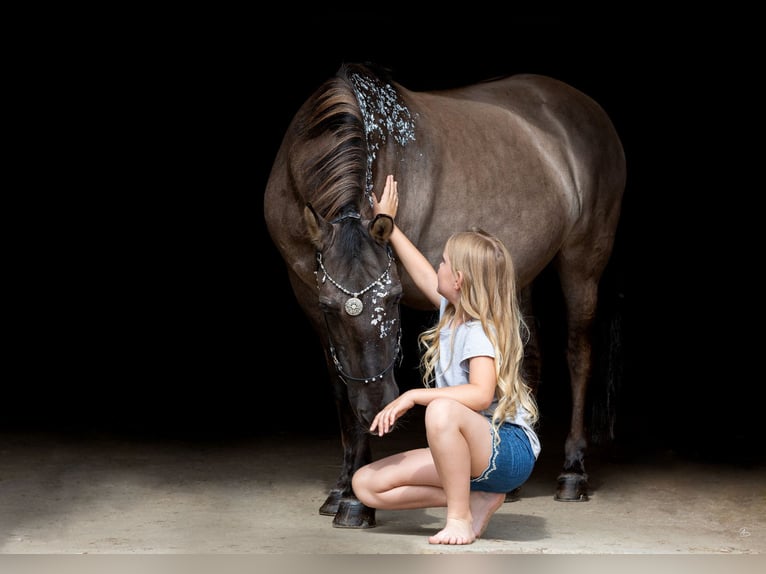 Konik polski Wałach 20 lat 133 cm in Weil am Rhein