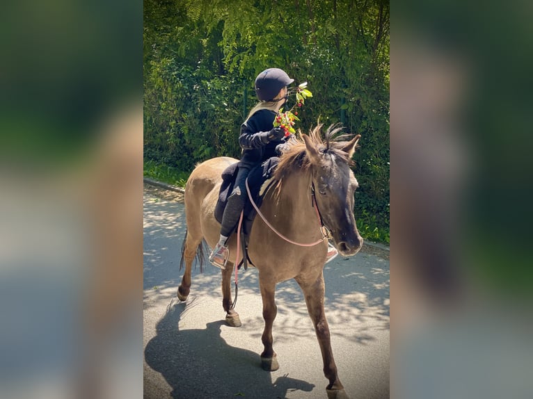 Konik polski Wałach 20 lat 133 cm in Weil am Rhein