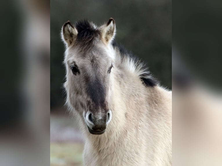 Konik polski Wałach 2 lat 125 cm Bułana in Hasselroth