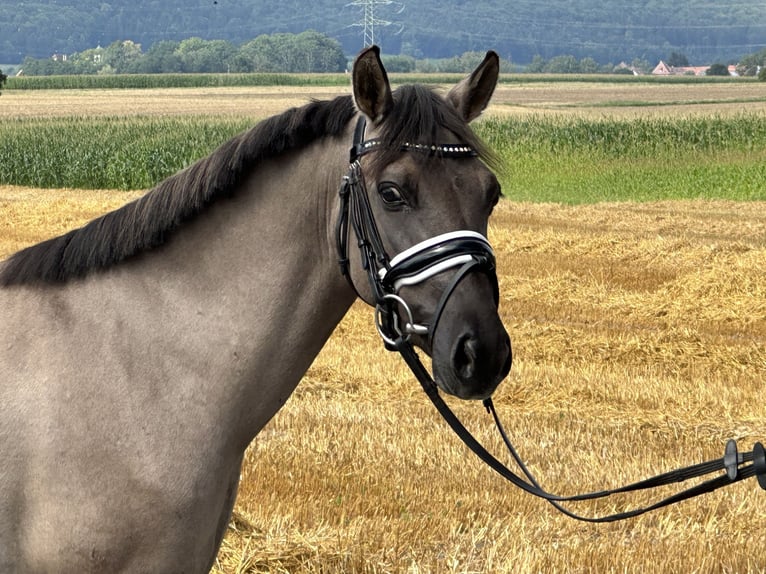 Konik polski Wałach 3 lat 135 cm Bułana in Riedlingen