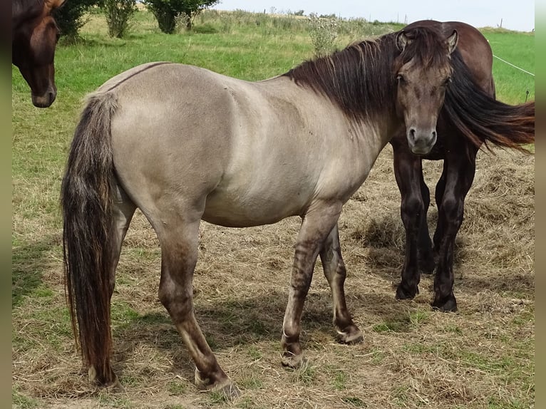 Konik polski Wałach 4 lat 134 cm Grullo in Mömbris