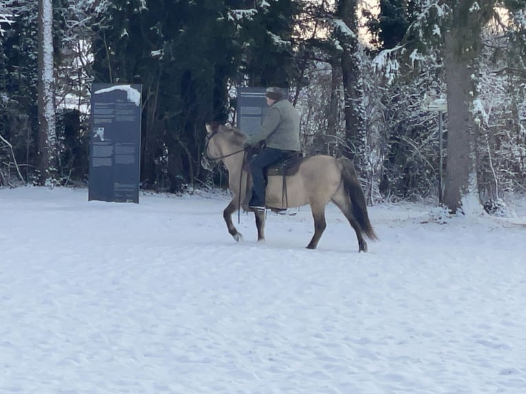 Konik polski Wałach 4 lat 141 cm Bułana in Fuchstal