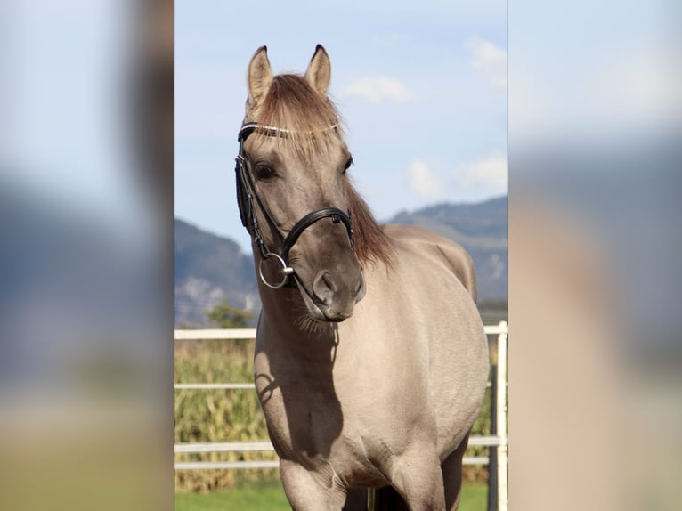 Konik polski Wałach 4 lat 141 cm Grullo in Kirchbichl