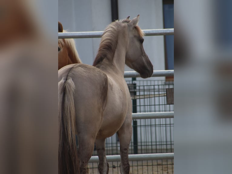 Konik polski Wałach 4 lat 141 cm Grullo in Kirchbichl