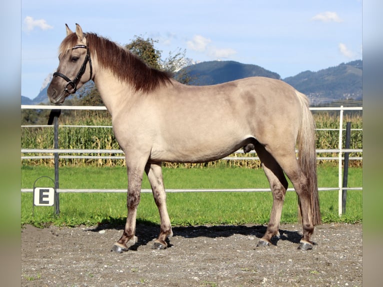 Konik polski Wałach 4 lat 141 cm Grullo in Kirchbichl