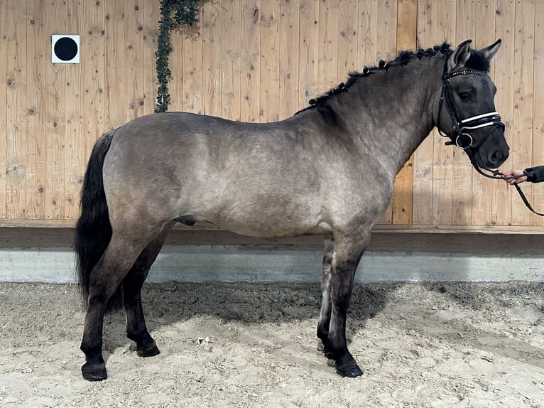 Konik polski Wałach 4 lat 142 cm Bułana in Riedlingen