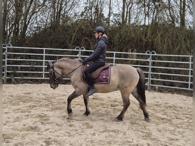 Konik polski Wałach 6 lat 139 cm Bułana in Bad Camberg