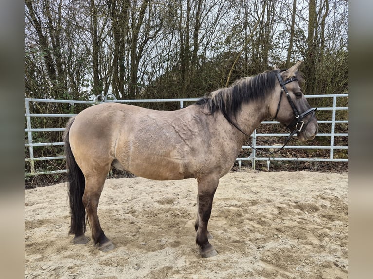 Konik polski Wałach 6 lat 139 cm Bułana in Bad Camberg