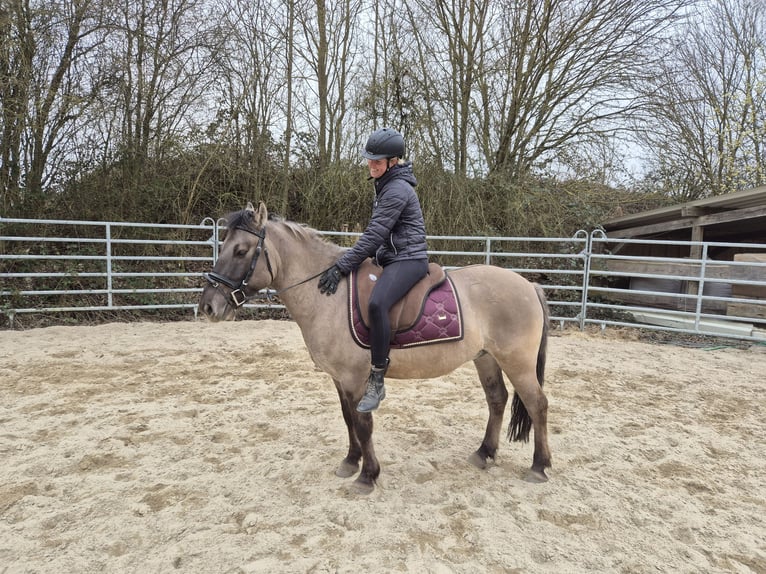 Konik polski Wałach 6 lat 139 cm Bułana in Bad Camberg