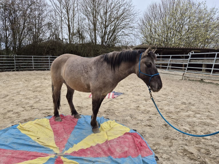 Konik polski Wałach 6 lat 139 cm Bułana in Bad Camberg