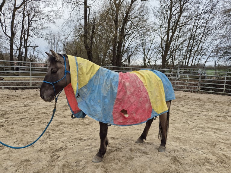 Konik polski Wałach 6 lat 139 cm Bułana in Bad Camberg