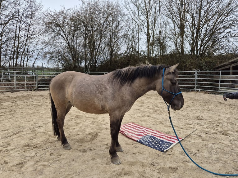 Konik polski Wałach 6 lat 139 cm Bułana in Bad Camberg