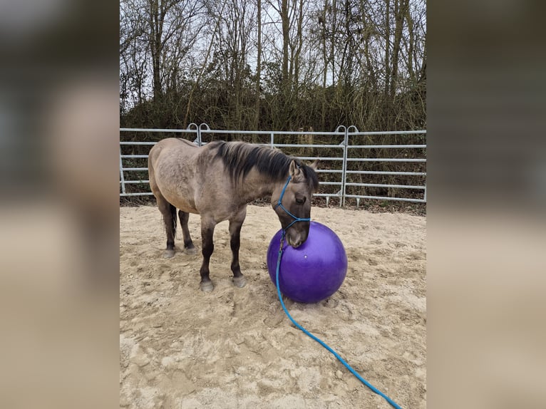 Konik polski Wałach 6 lat 139 cm Bułana in Bad Camberg