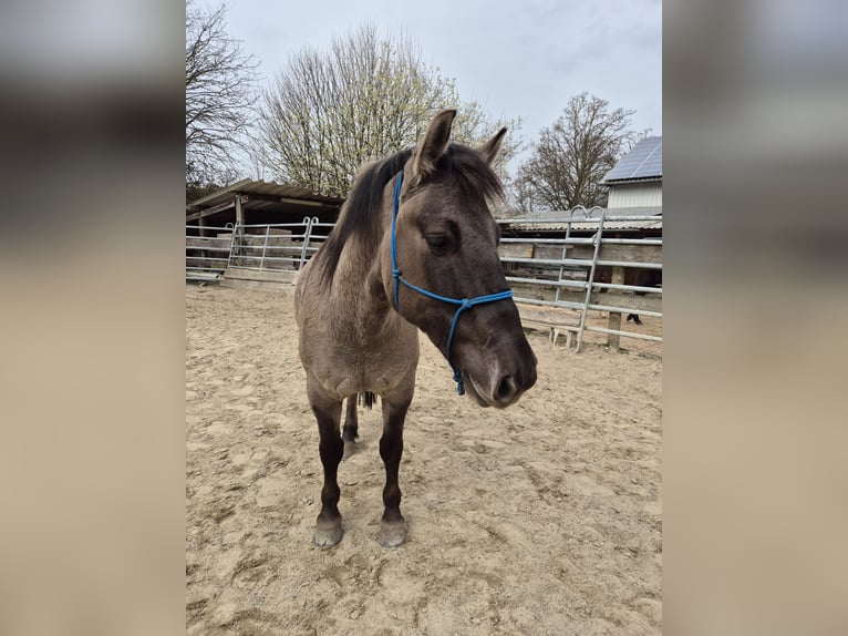 Konik polski Wałach 6 lat 139 cm Bułana in Bad Camberg