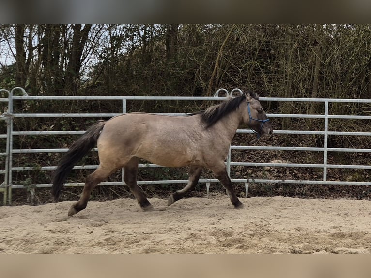 Konik polski Wałach 6 lat 139 cm Bułana in Bad Camberg