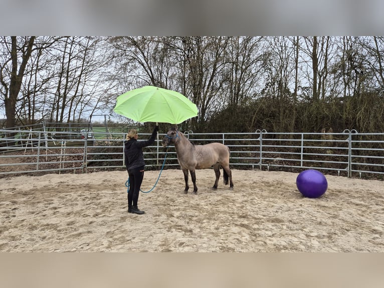 Konik polski Wałach 6 lat 139 cm Bułana in Bad Camberg