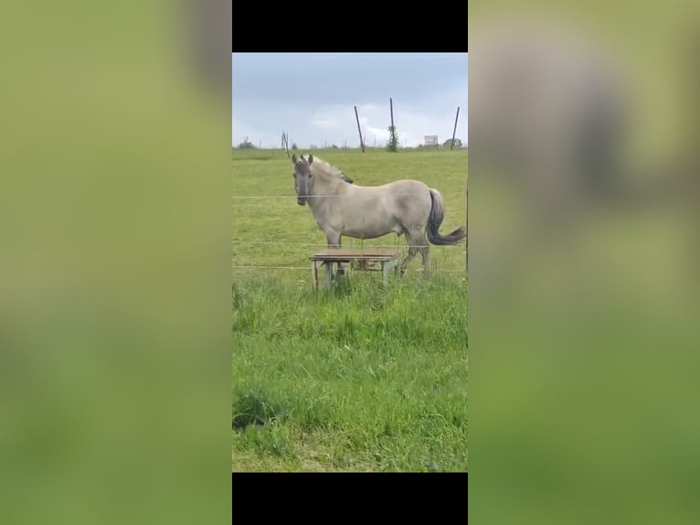 Konik polski Wałach 7 lat 142 cm Bułana in Wriezen