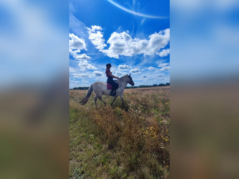 Konik polski Wałach 7 lat 142 cm Bułana in Wriezen