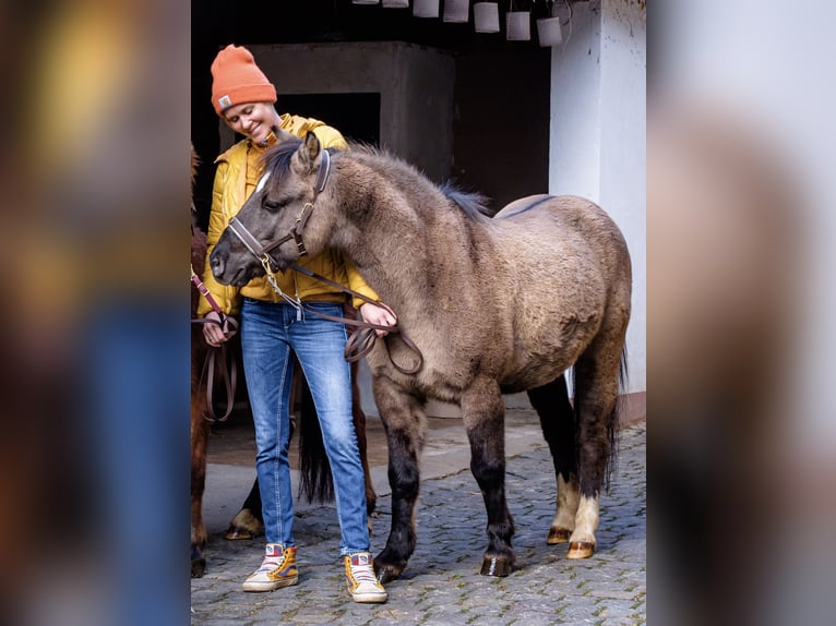 Konik polski Wałach 9 lat 120 cm Bułana in Schwabenheim