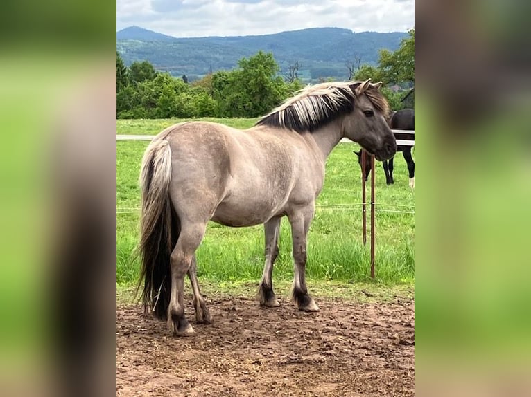 Konik Ruin 10 Jaar 135 cm Falbe in Eschwege