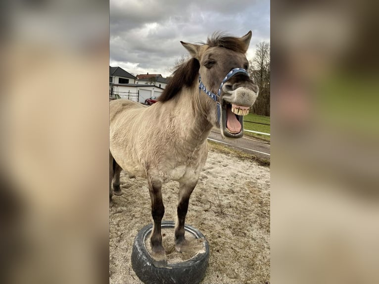 Konik Ruin 11 Jaar 129 cm Falbe in Bad Abbach