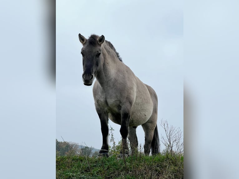 Konik Ruin 11 Jaar 129 cm Falbe in Bad Abbach