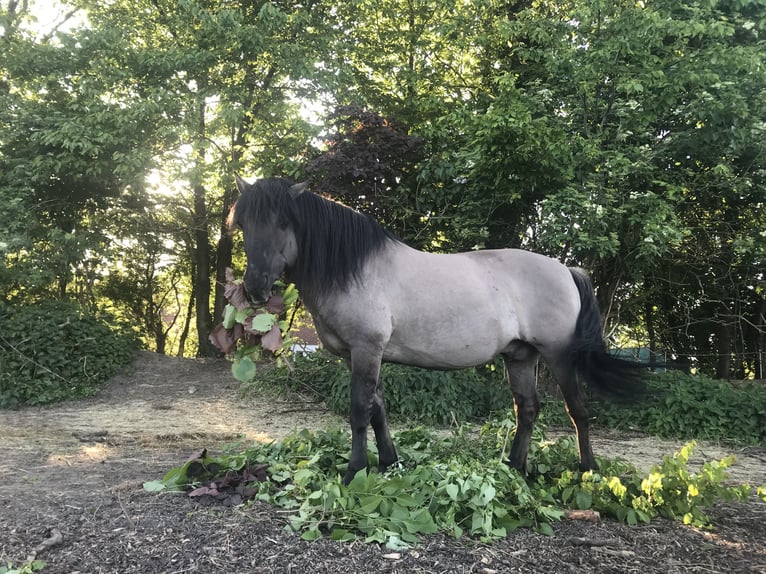 Konik Ruin 11 Jaar 142 cm Grullo in Karby