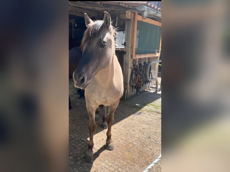 Konik Ruin 11 Jaar 149 cm in Kolbermoor