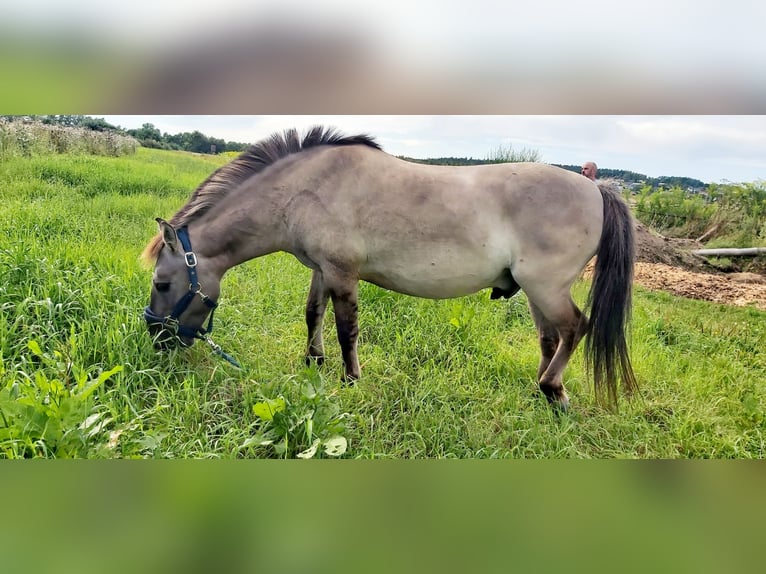 Konik Ruin 12 Jaar 130 cm Falbe in Bernhardswald