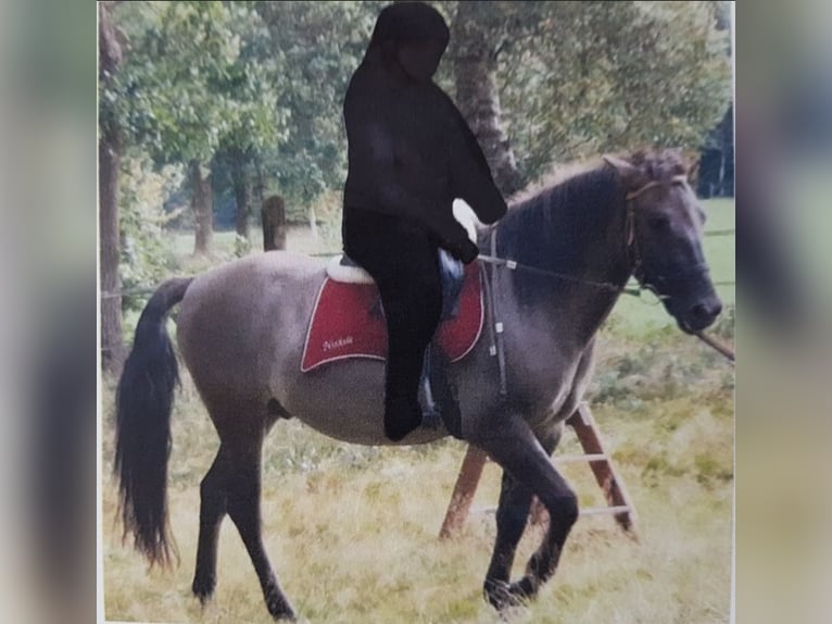 Konik Ruin 12 Jaar 145 cm Falbe in Königsmoor