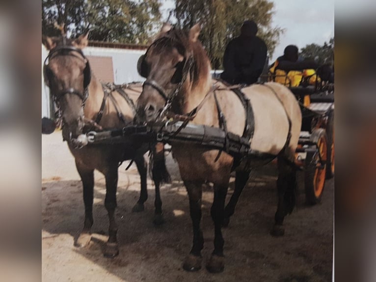 Konik Ruin 12 Jaar 145 cm Falbe in Königsmoor