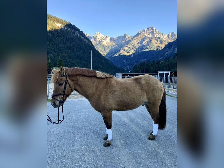 Konik Ruin 13 Jaar 150 cm Falbe in Nesselwängle