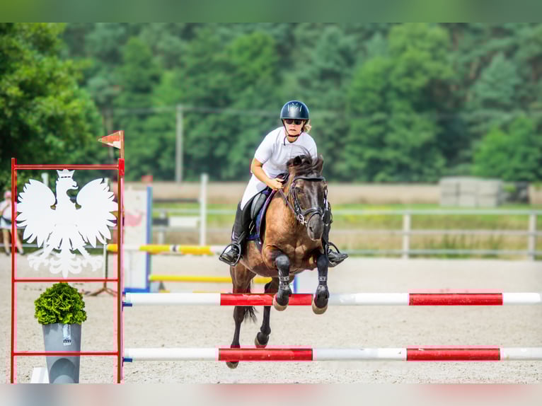 Konik Ruin 14 Jaar 130 cm Donkerbruin in Kobyla Góra