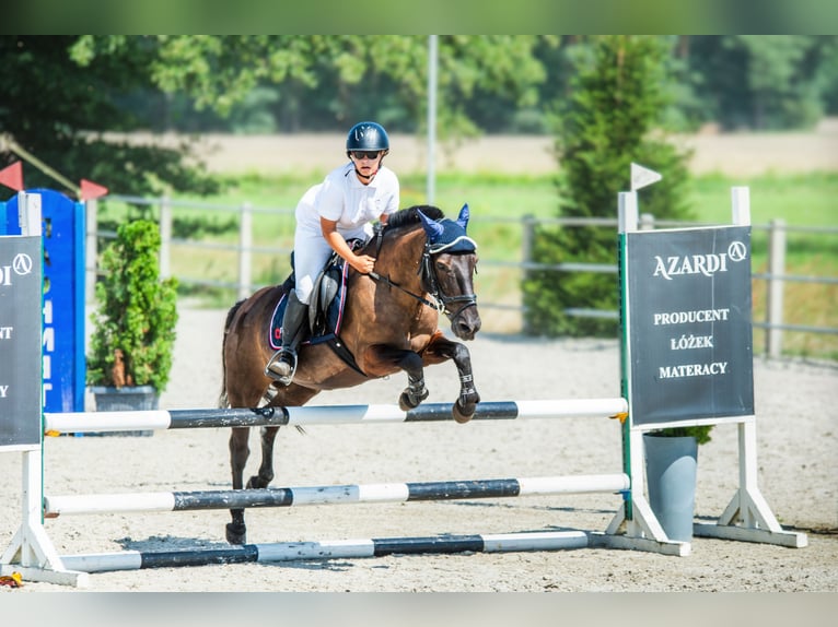 Konik Ruin 14 Jaar 130 cm Donkerbruin in Kobyla Góra