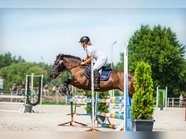 Konik Ruin 14 Jaar 130 cm Donkerbruin in Kobyla Góra