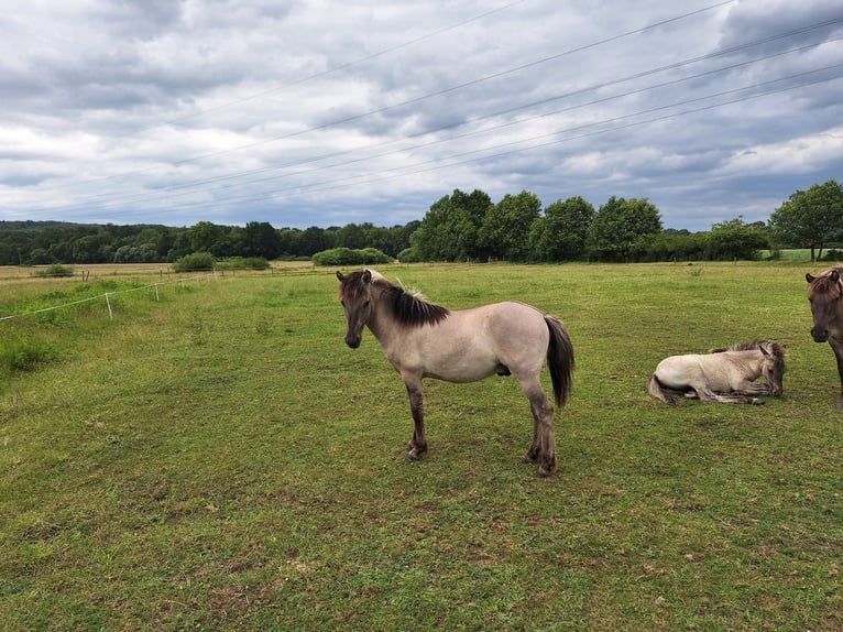 Konik Ruin 2 Jaar 125 cm Falbe in Hasselroth