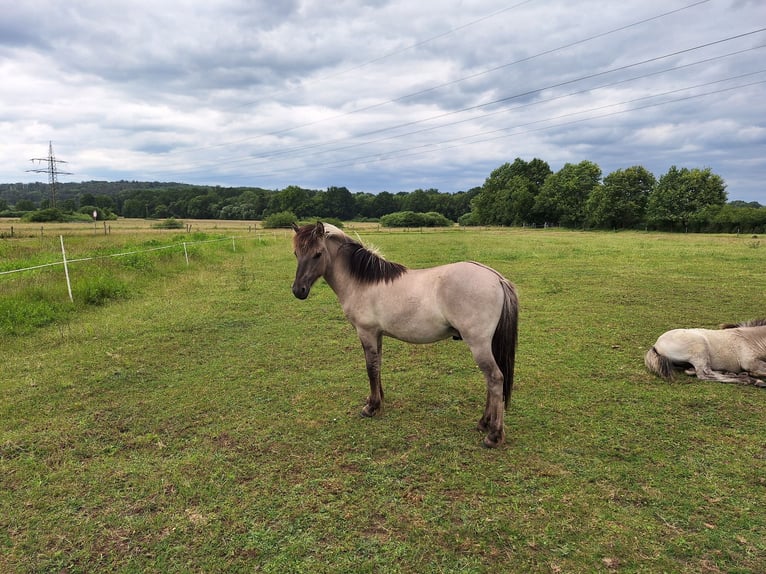 Konik Ruin 2 Jaar 125 cm Falbe in Hasselroth