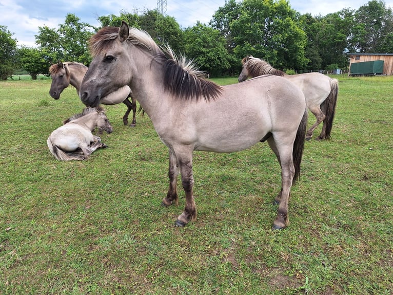 Konik Ruin 2 Jaar 125 cm Falbe in Hasselroth