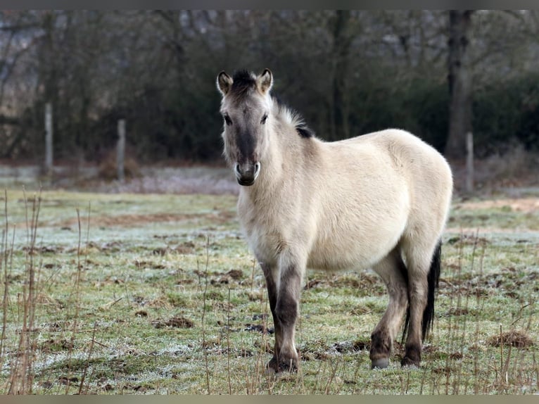 Konik Ruin 2 Jaar 125 cm Falbe in Hasselroth