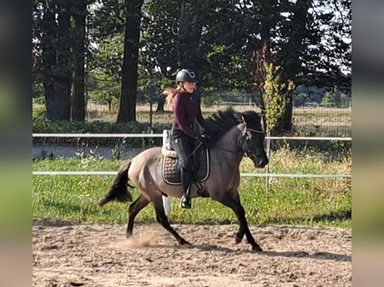 Konik Ruin 3 Jaar 142 cm Falbe in FORST