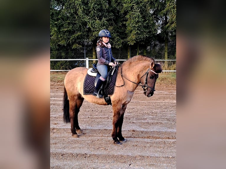 Konik Ruin 3 Jaar 145 cm Falbe in Forst