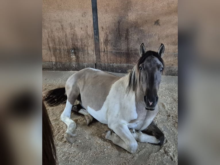 Konik Mix Ruin 3 Jaar 145 cm Gevlekt-paard in Laufen