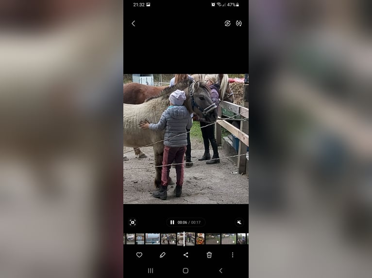 Konik Mix Ruin 4 Jaar 120 cm  in Rohrdorf