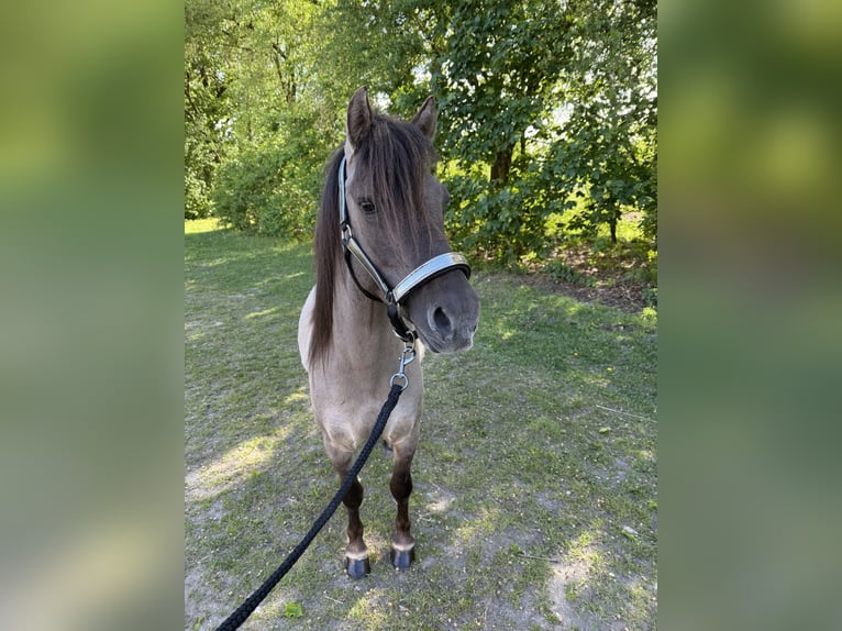 Konik Ruin 4 Jaar 130 cm  in Bösel