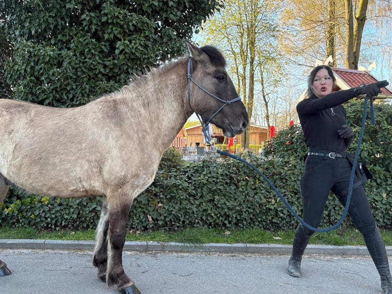 Konik Ruin 4 Jaar 139 cm Falbe in Eggermühlen