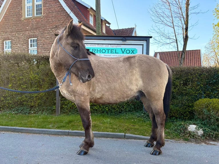 Konik Ruin 4 Jaar 139 cm Falbe in Eggermühlen