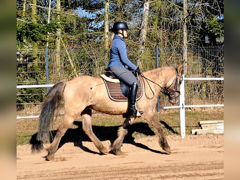 Konik Ruin 4 Jaar 141 cm Falbe in Forst