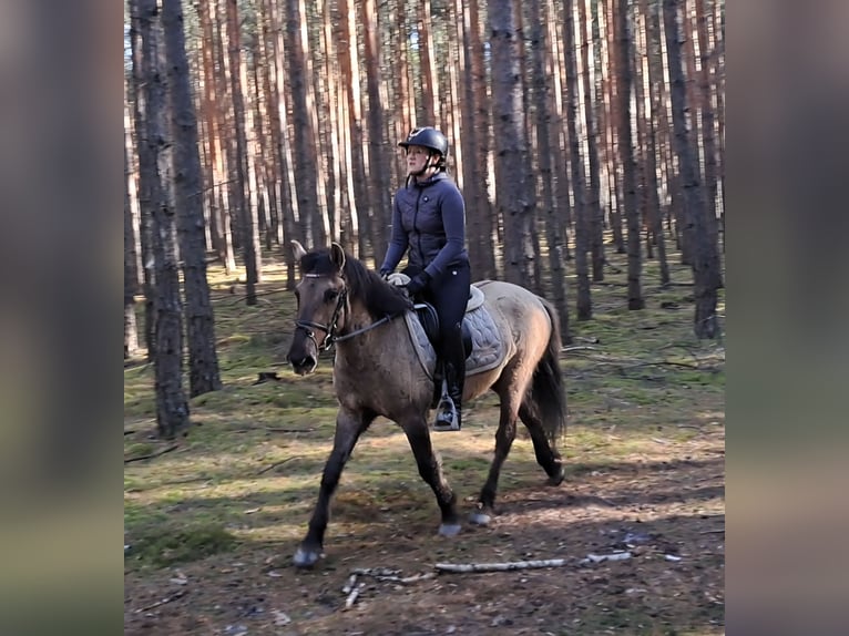 Konik Ruin 4 Jaar 141 cm Falbe in Forst