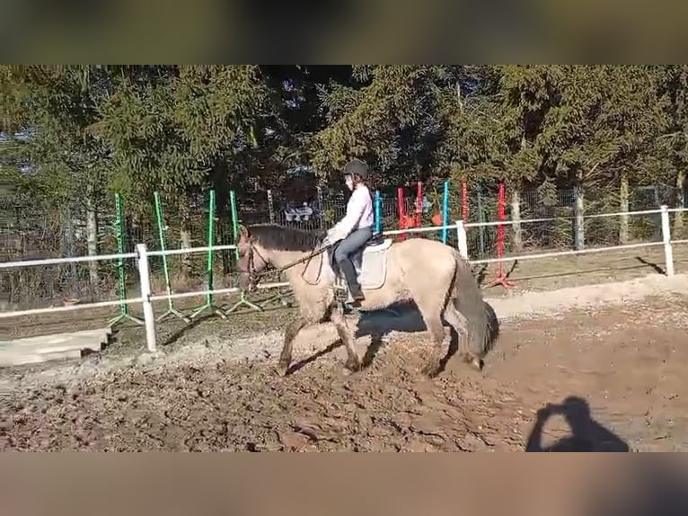 Konik Ruin 4 Jaar 141 cm Falbe in Forst