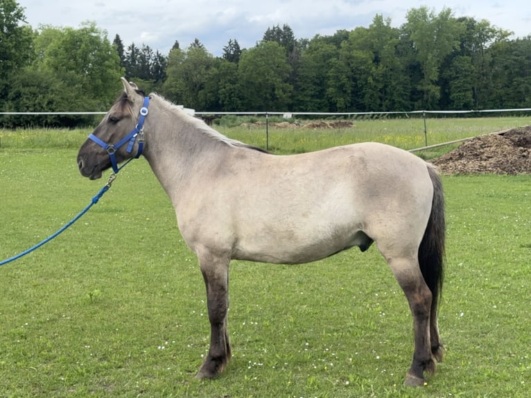 Konik Ruin 4 Jaar 142 cm Falbe in FuchstalFuchstal